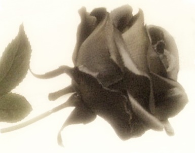A fekete rózsa (Fotó: Fülöp Károly)